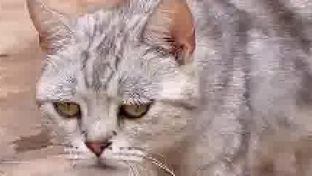 小猫怀孕眼瞅肚子越来越大，根本没有“卸货的动静