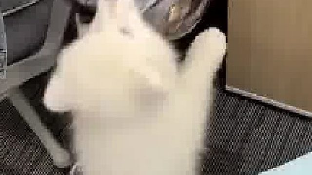 新来的小狗同事什么都不会只会捣乱