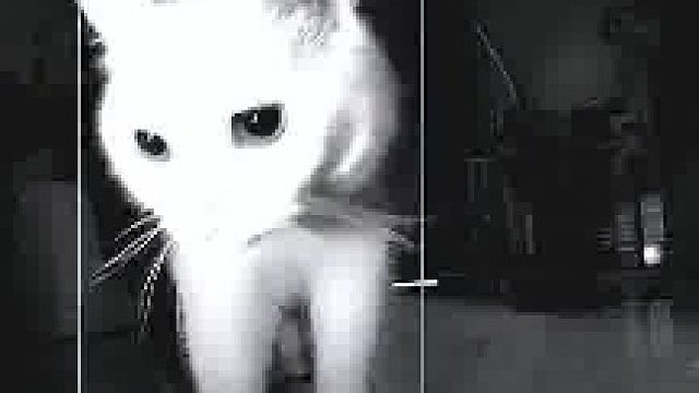 主人把冻干夜宵换成猫粮猫咪开心跑来一看瞬间懵了