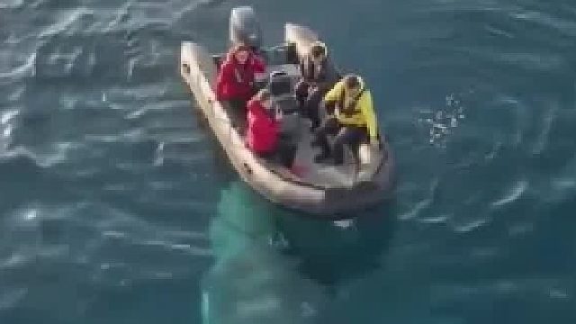 惊险一幕-一条巨大的鲸鱼突然出现在橡皮艇下方，引发上面游客一片惊慌