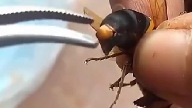 蜂：感觉身体被掏空