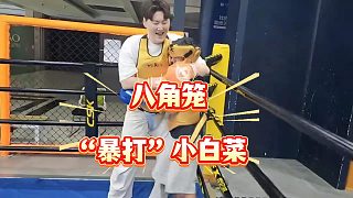 【蕪湖神】八角籠“暴打”白菜