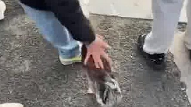 路人以为是水里的鸭子上来了，旁边大姨来一句，这我的