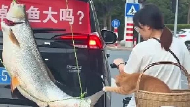 确实看见你“掉”了鱼