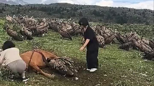 马儿离世主人送到草原上天葬结果吸引大批量秃鹫
