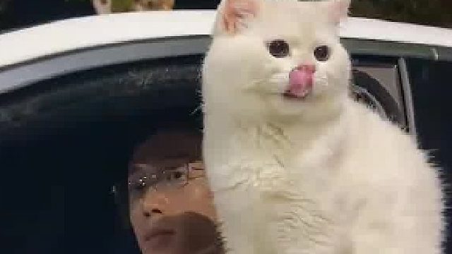 路边看到一只小猫，本以为够可爱了，结果下一秒……