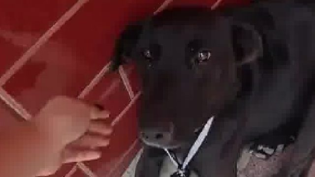 奶奶把钥匙挂狗子身上，一把钥匙多人使用仅限家人