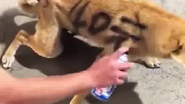 男子给狗子身上喷漆