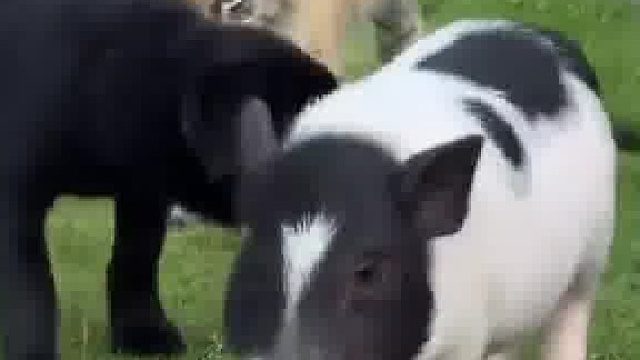 一转眼，小猪和它的朋友都长大了，小猪：我们是一辈子好朋友对吧