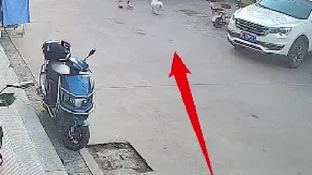 带狗在家门口玩耍 狗突然发狂 径直扑向男子的狗 男子当即上前把它绊倒阻拦