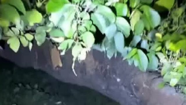 美杜莎之凝望！山海经异兽原型 洞穴中修炼即将呈蛟龙的鳝