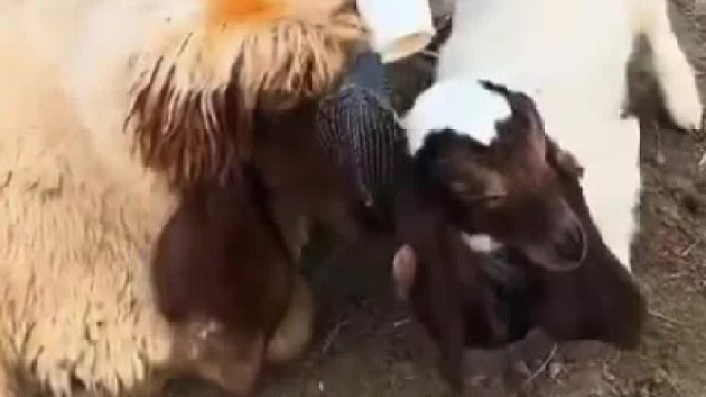 蛇不会咬羊吗？