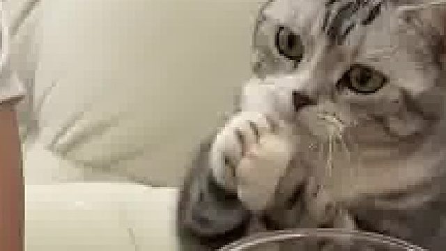 猫：给我吃一口不是让你摸我​