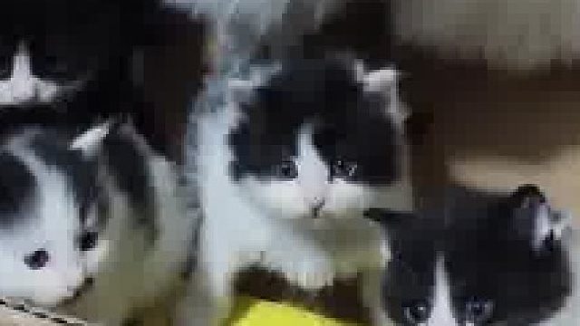 猫妈妈生了四个很可爱的小猫宝宝​