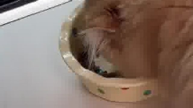 我们家的猫吃饭，太随我了吧