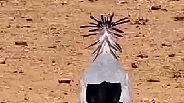 好一个高抬腿