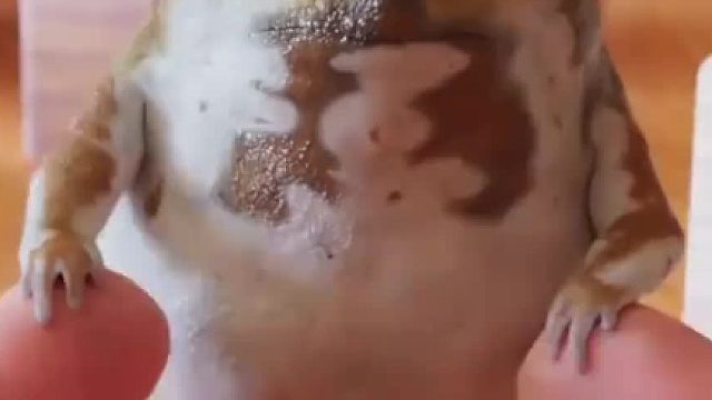 吃蛙前，记得仔细看看
