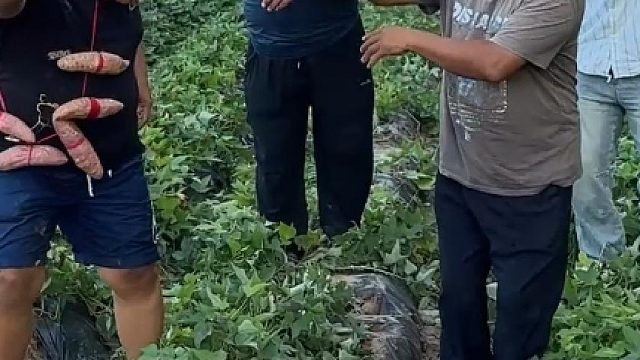 丰收间隙找点乐子，带着二大爷一起跳舞 舞姿各有千秋，笑点拉满 欢迎大家投票选出全场最佳