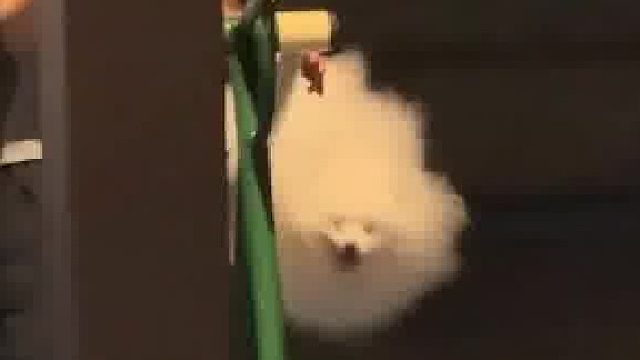 一团飘逸的棉花团子，笑的超级开心啊宝宝  ​