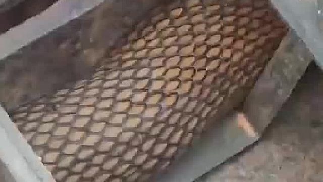 多肉堆内惊现大蛇悠闲爬过 拍摄者直呼“我已经有点死了” 网友：这蛇挺时尚还穿渔网袜呢