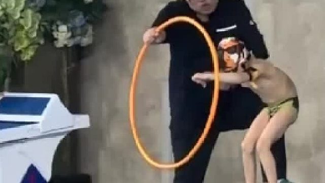 还以为猴王出世了