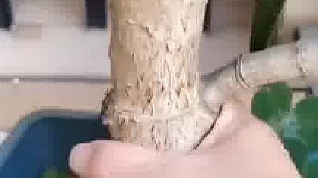 只想浇点水结果看到痛心一幕，玉树枝叶已与根系断开