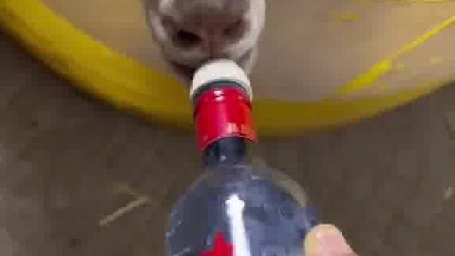 这么聪明的羊还不多见，会自己去腥