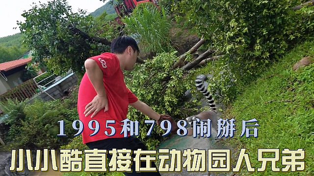 1995和798闹掰后，小小酷直接在动物园人兄弟