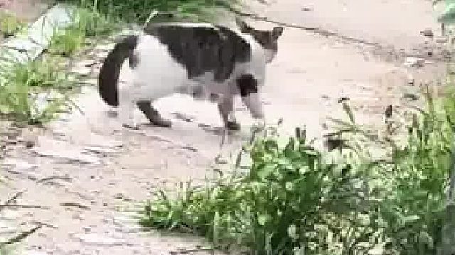 独生子小猫​