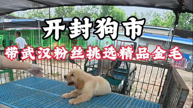 开封狗市，带武汉来开封游玩粉丝挑精品金毛！让新手养狗不走弯路