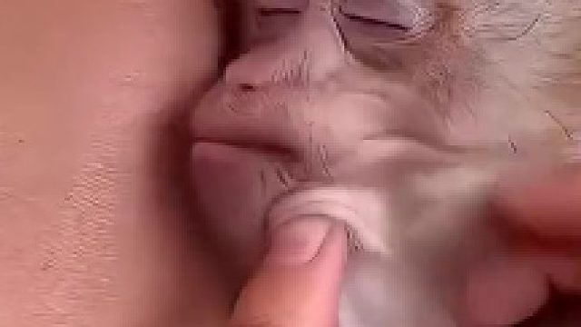 小猴子睡着嘴里还塞着食物，饲养员怕被呛着赶忙拿出来