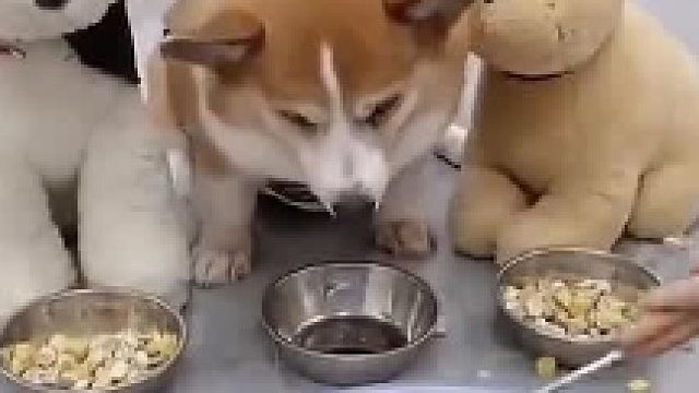 主人分配食物不合理狗子生气