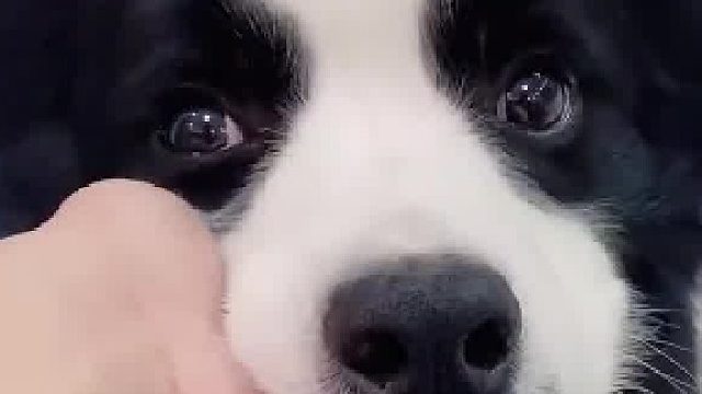 莫名其妙被狗亲了一下