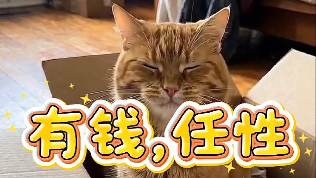 我被我家橘猫坑破产