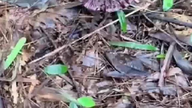 在户外发现野生灵芝 提醒大家碰到一定要小心 网友：小说里果然没有骗人 奇花异草灵药旁必有异兽守护