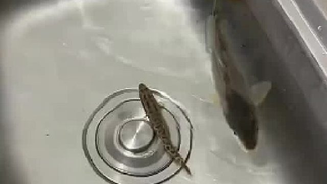 这什么情况，鱼被剖肠破肚一晚上内脏都没了，到第二天居然还在水里游