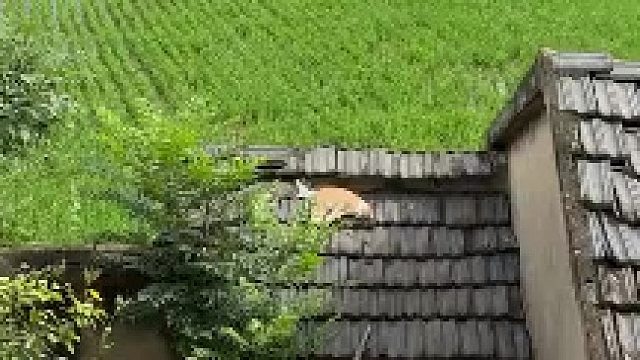 农村的小猫自由自在，真正的田园猫呀