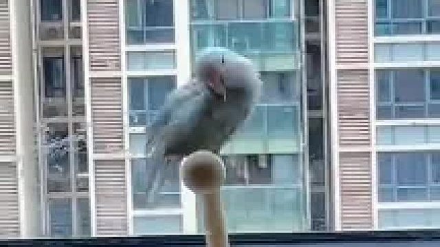 哦豁，玩脱了吧….​
