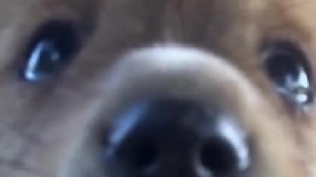 在大树底下乘凉的小狗们