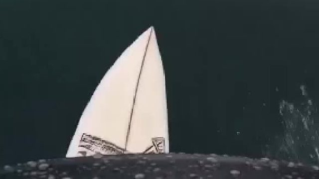 海洋保安的飞吻我不敢接