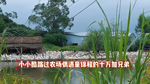 小小酷路过农场偶遇童锦程的十万加兄弟