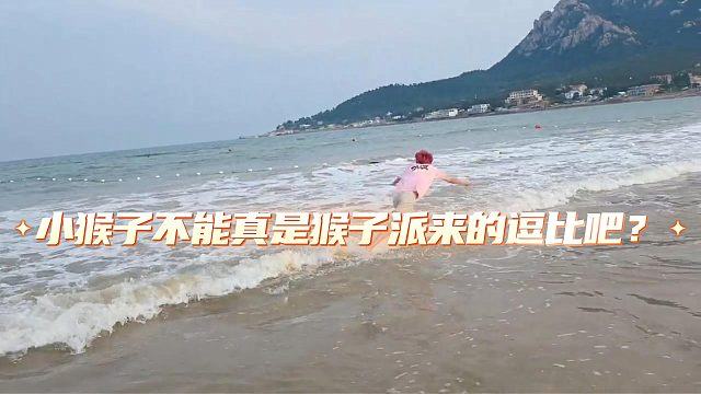 小猴子不能真是猴子派来的逗比吧？