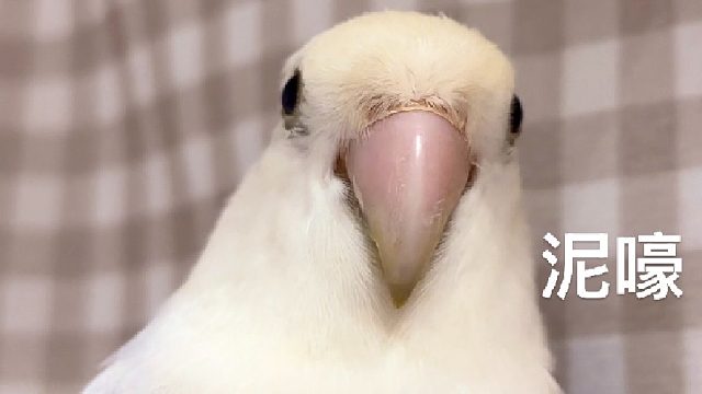 7月热梗，评论区留个逗号展示你的网速