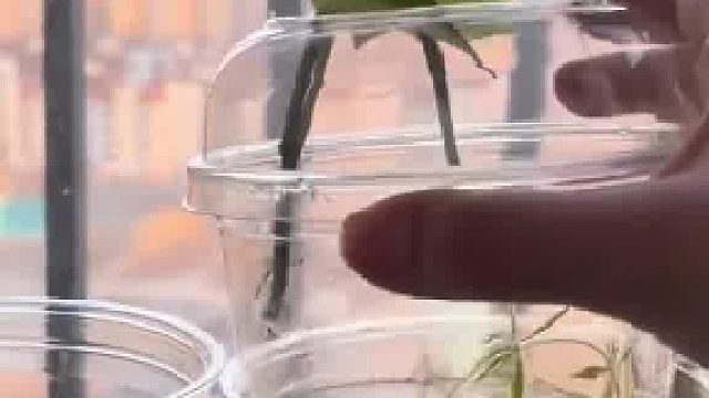 懒人如何快速给金鱼换水？只需准备两个水杯