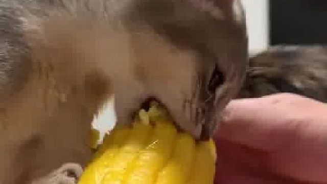 小猫沉浸式吃玉米​