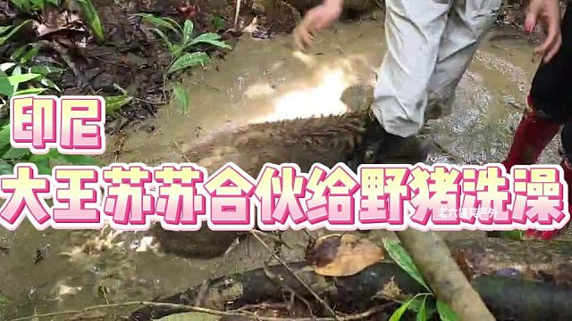 印尼大王苏苏合伙给野猪洗澡
