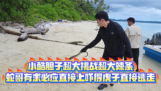 【小小小酷哥】小酷胆子超大挑战超大辣条，蛇哥有求必应直接上吓得虎子直接逃走