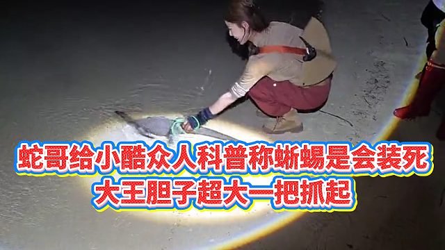 【小小小酷哥】蛇哥给小酷众人科普称蜥蜴是会装死，大王胆子超大一把抓起