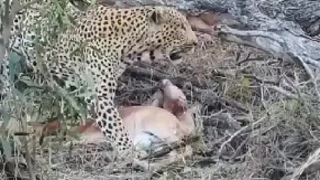 豹子发现情况不对，立马叼起猎物爬上树，下一秒鬣狗出现在树底下，网友：但凡慢一秒钟都要饿肚子