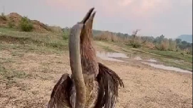 郊外土路实拍弱肉强食，野鸟死死叼住长蛇不肯松口，大自然的厮杀场面太震撼​